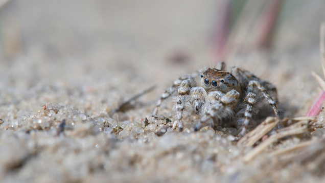 Illustration for article titled 9 Photos That Prove Spiders Can Be Cute When They’re Not Eating Your Dog
